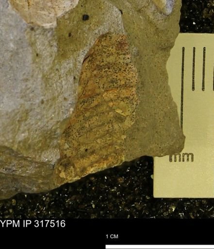 undet. Scaphitidae