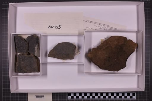 mixed taxa, stratigraphic collection
