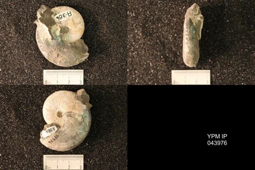 Hoploscaphites nicolletii