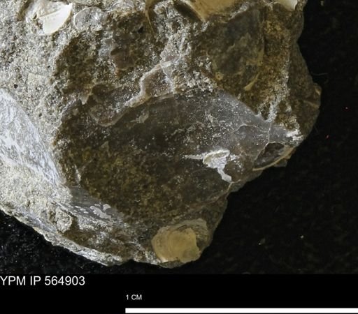 undet. Bivalvia