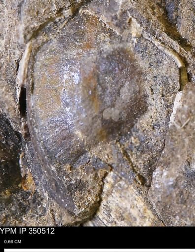 Limopsis striatopunctatus
