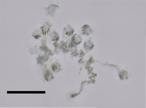 Cordagalma ordinatum