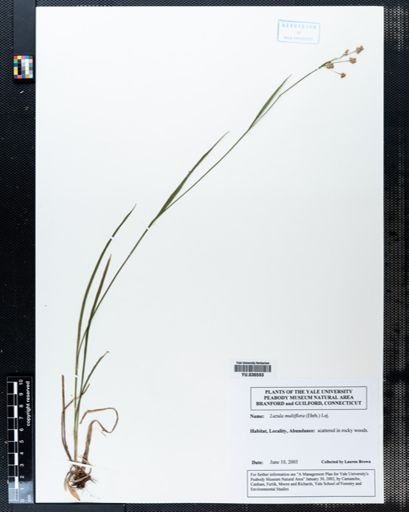 Luzula multiflora