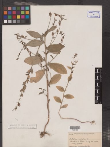 Lobelia inflata