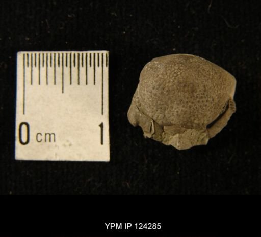 Phacops rana