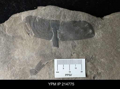 Eurypterida