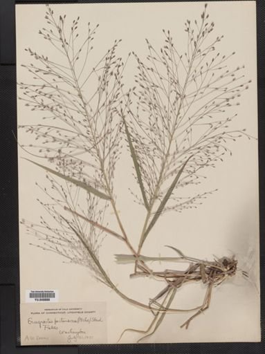 Eragrostis spectabilis
