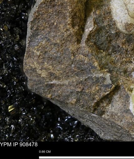 undet. Mollusca
