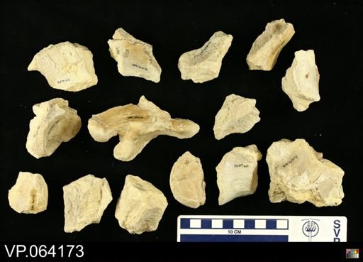 undet. Mosasauridae