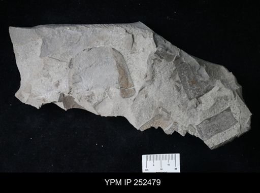undet. Eurypterida