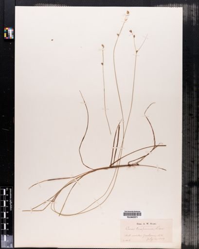 Carex trisperma