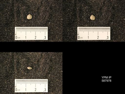 Zygospira modesta