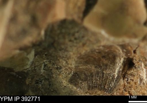 undet. Bivalvia