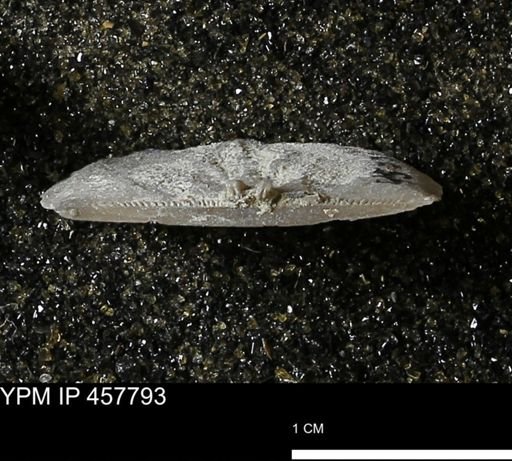 Strophodonta sp.