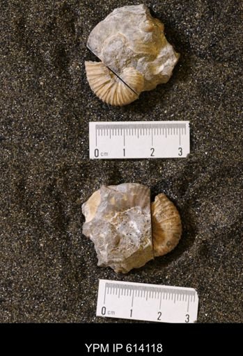 undet. Scaphitidae