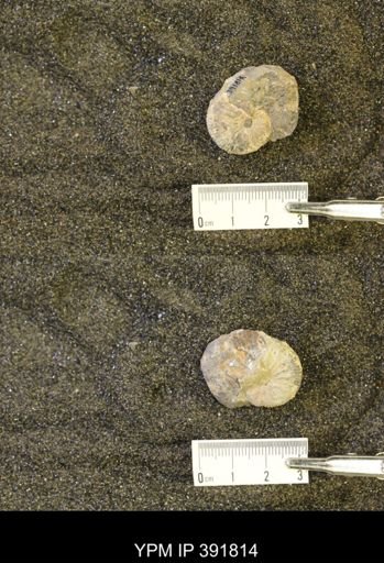 Scaphites whitfieldi