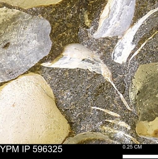 Limopsis striatopunctatus