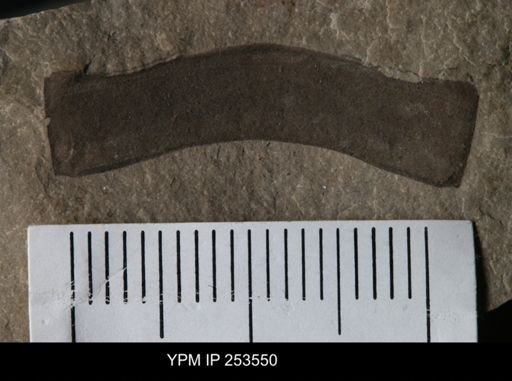 Eurypterus sp.