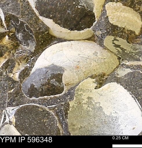Limopsis striatopunctatus