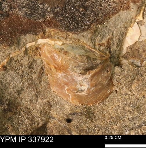 undet. Mollusca