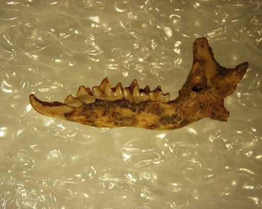 Sorex similis