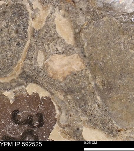 undet. Mollusca