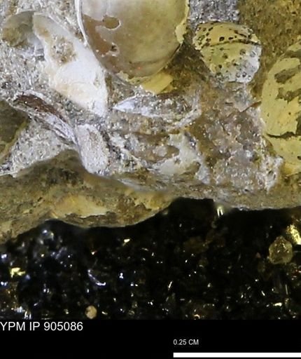 undet. Mollusca