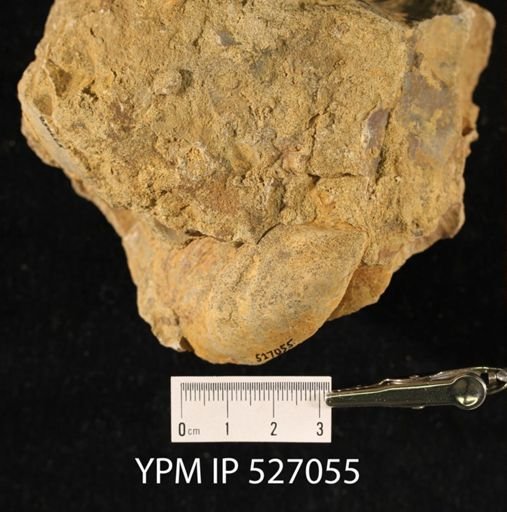 undet. Inoceramidae