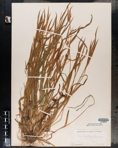 Carex laxiflora