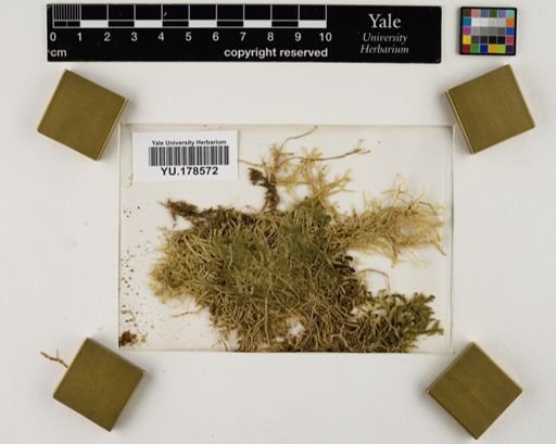 Plantae