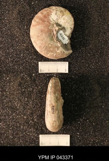 Hoploscaphites nicolletii