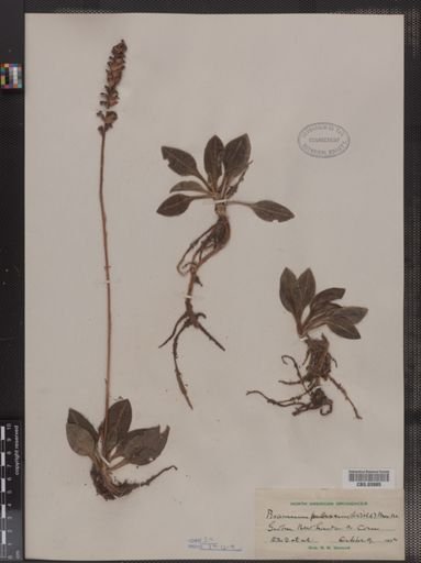 Peramium pubescens