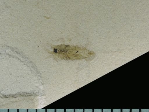 undet. Blattodea