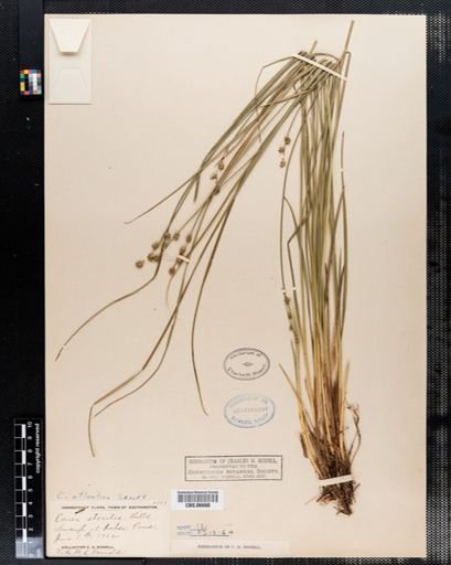 Carex sterilis