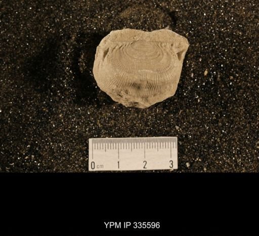 Linoproductus sp.