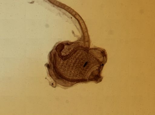 Ecteinascidia turbinata
