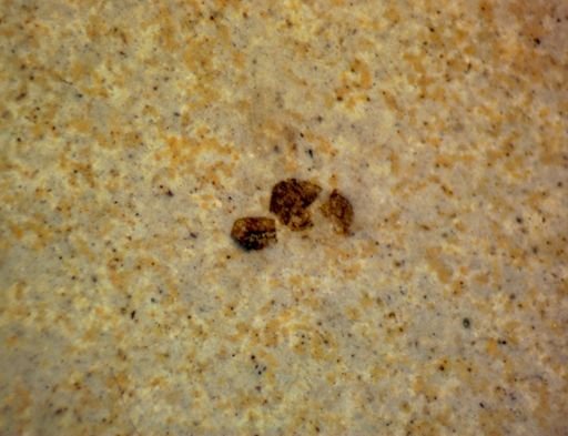 undet. Hymenoptera