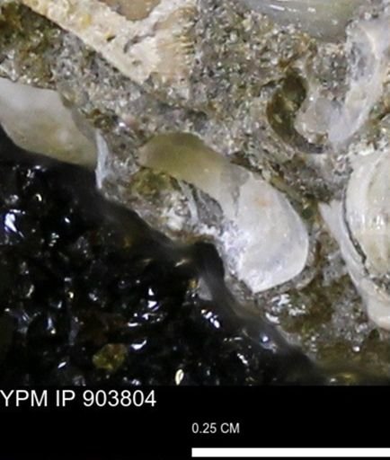 Protocardia sp.