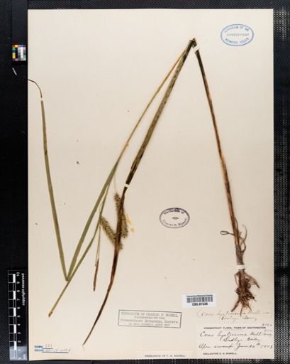 Carex hystericina