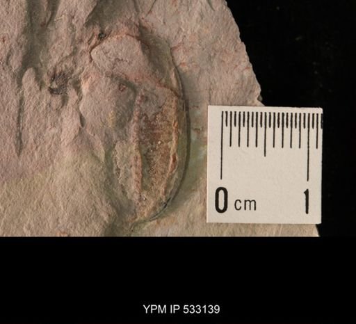 Elrathia kingi