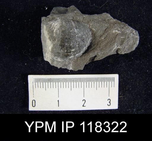 Atrypa reticularis