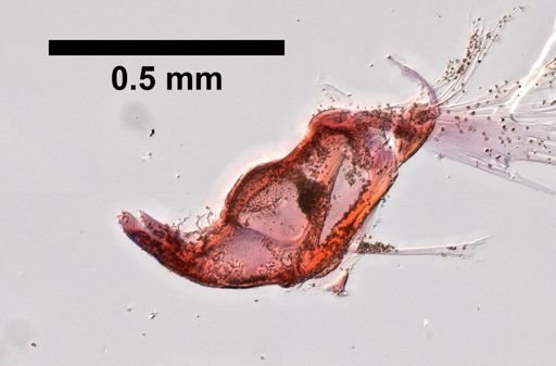 Platorchestia platensis