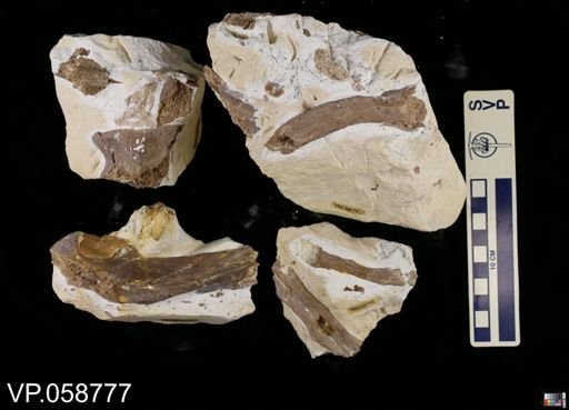 Platecarpus