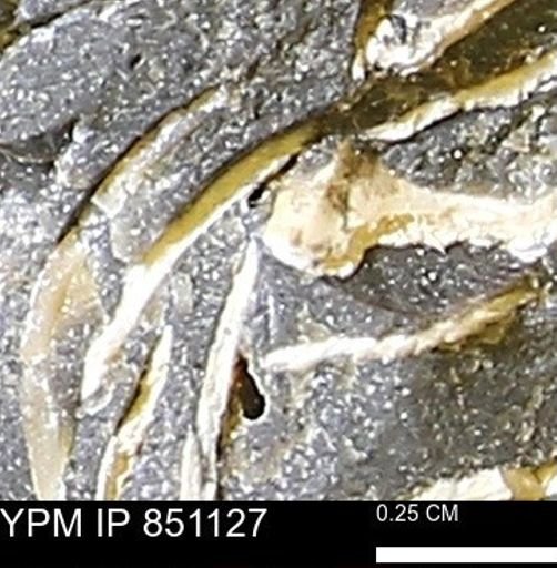 Limopsis striatopunctatus