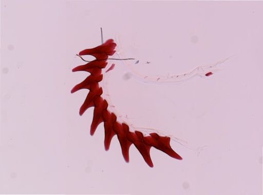 Flabellina salmonacea