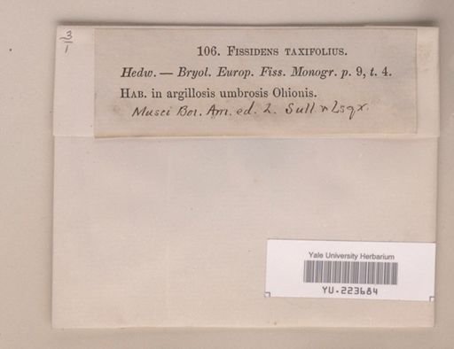 Fissidens taxifolius