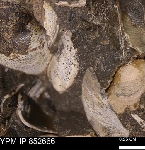 Limopsis striatopunctatus