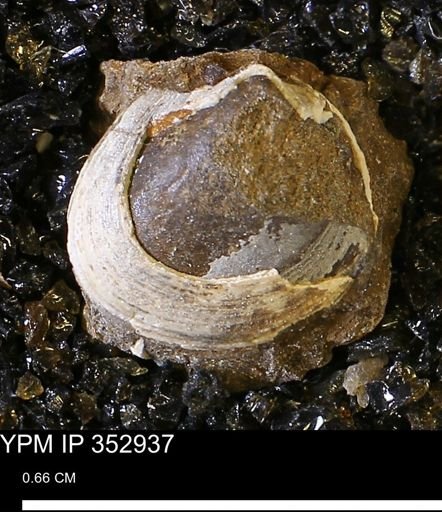 Limopsis striatopunctatus
