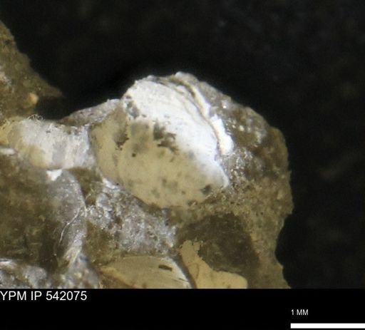 Corbulamella gregaria