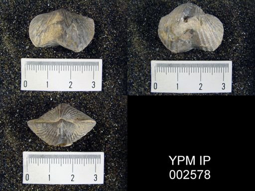 Spirifera sp.